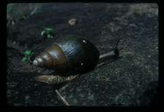 Achatina