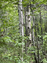 Betula papyrifera