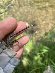 Phanogomphus descriptus