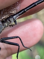 Phanogomphus descriptus