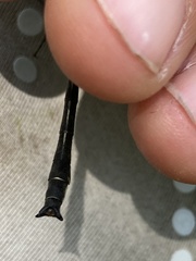 Phanogomphus descriptus