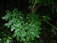 Dracontium polyphyllum