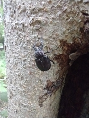 Osmoderma scabra