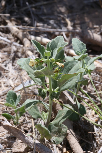 Image of Tetraclea coulteri by (c) Reid Hardin, some rights reserved (CC BY)