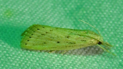 Diatraea lisetta