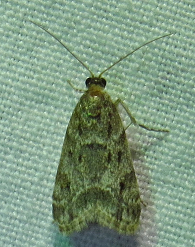 McDunnough's Eudonia photo 4