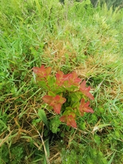 Vaccinium cylindraceum