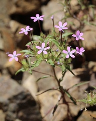 Collomia tinctoria