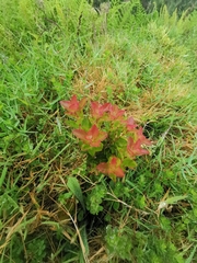Vaccinium cylindraceum