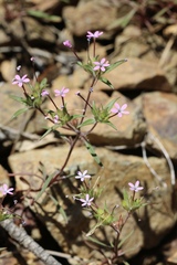 Collomia tinctoria