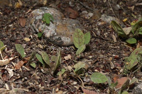 Image of Acleisanthes anisophylla by (c) Reid Hardin, some rights reserved (CC BY)
