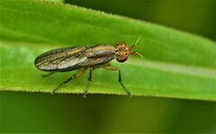 Limnia conica