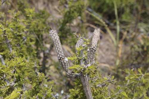 Image of Echinocereus poselgeri by (c) Reid Hardin, some rights reserved (CC BY)