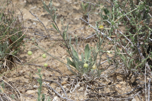 Image of Physaria thamnophila by (c) Reid Hardin, some rights reserved (CC BY)