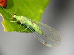 Chrysopa quadripunctata