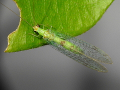 Chrysopa quadripunctata