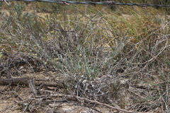 Physaria thamnophila