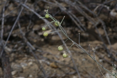 Physaria thamnophila