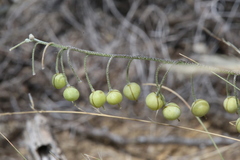 Physaria thamnophila