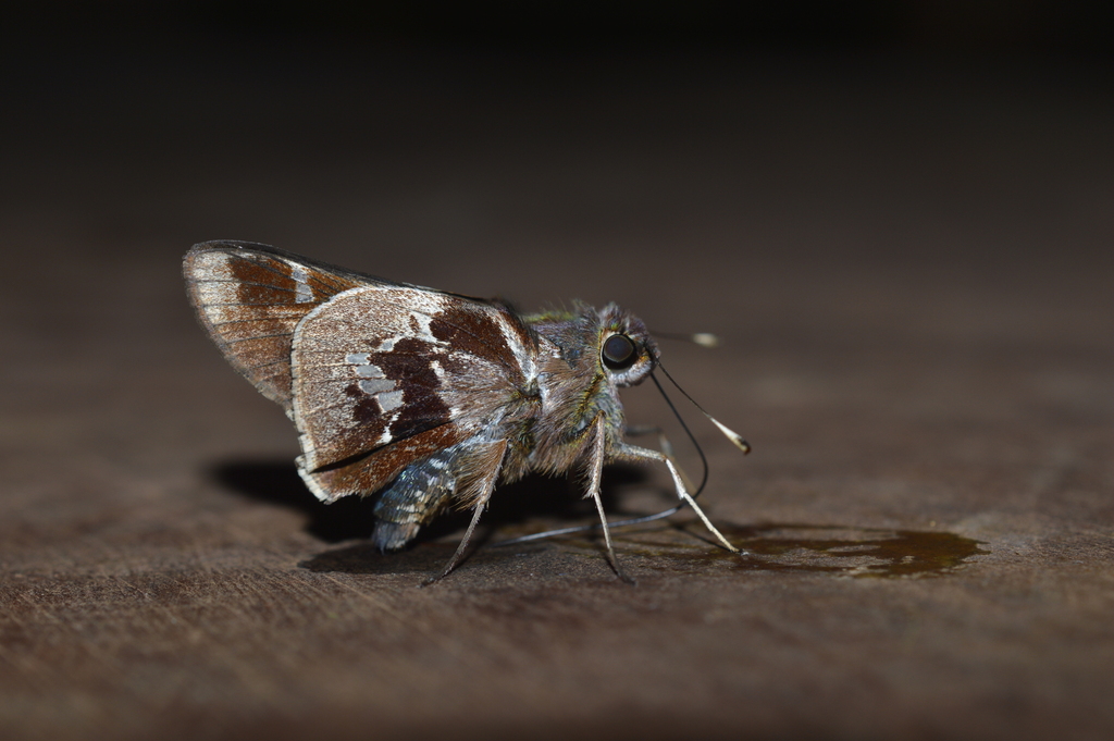 Aspernatus Skipper