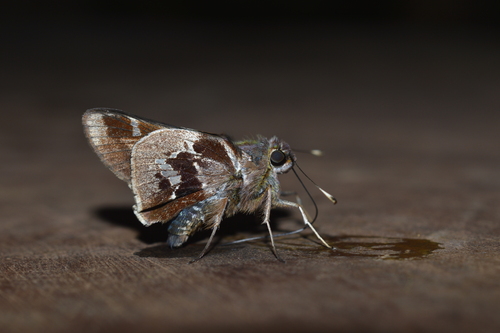 Aspernatus Skipper