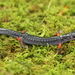 Salamandra de Patas Rojas - Photo (c) Andy Kraemer, algunos derechos reservados (CC BY-NC)