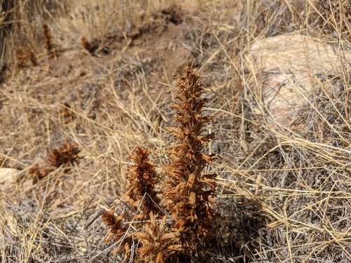 Image of Aphyllon parishii by (c) sdash, some rights reserved (CC BY)