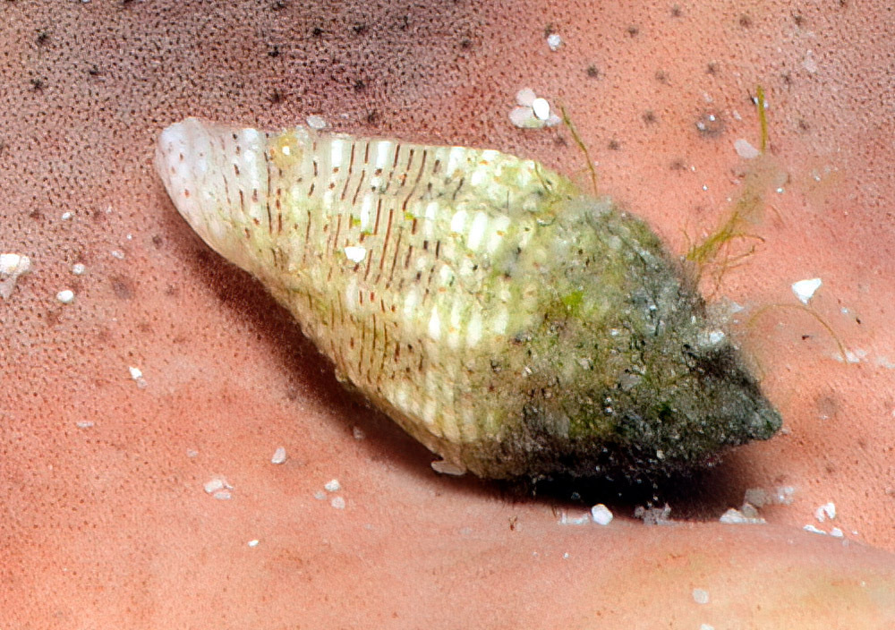 Macteola interrupta