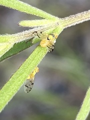 Neaspilota achilleae