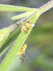Neaspilota achilleae