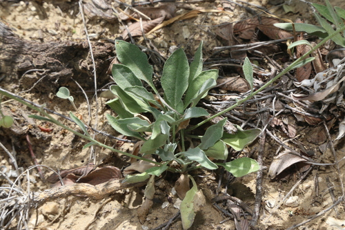 Image of Physaria thamnophila by (c) Reid Hardin, some rights reserved (CC BY)