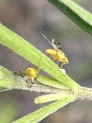 Neaspilota achilleae