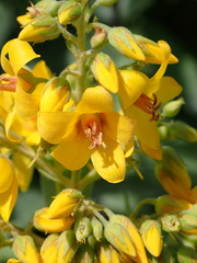 Lysimachia vulgaris