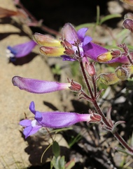 Penstemon roezlii