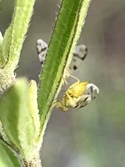 Neaspilota achilleae