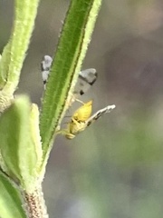 Neaspilota achilleae