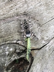 Phidippus otiosus