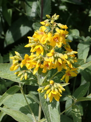 Lysimachia vulgaris