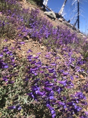 Penstemon roezlii