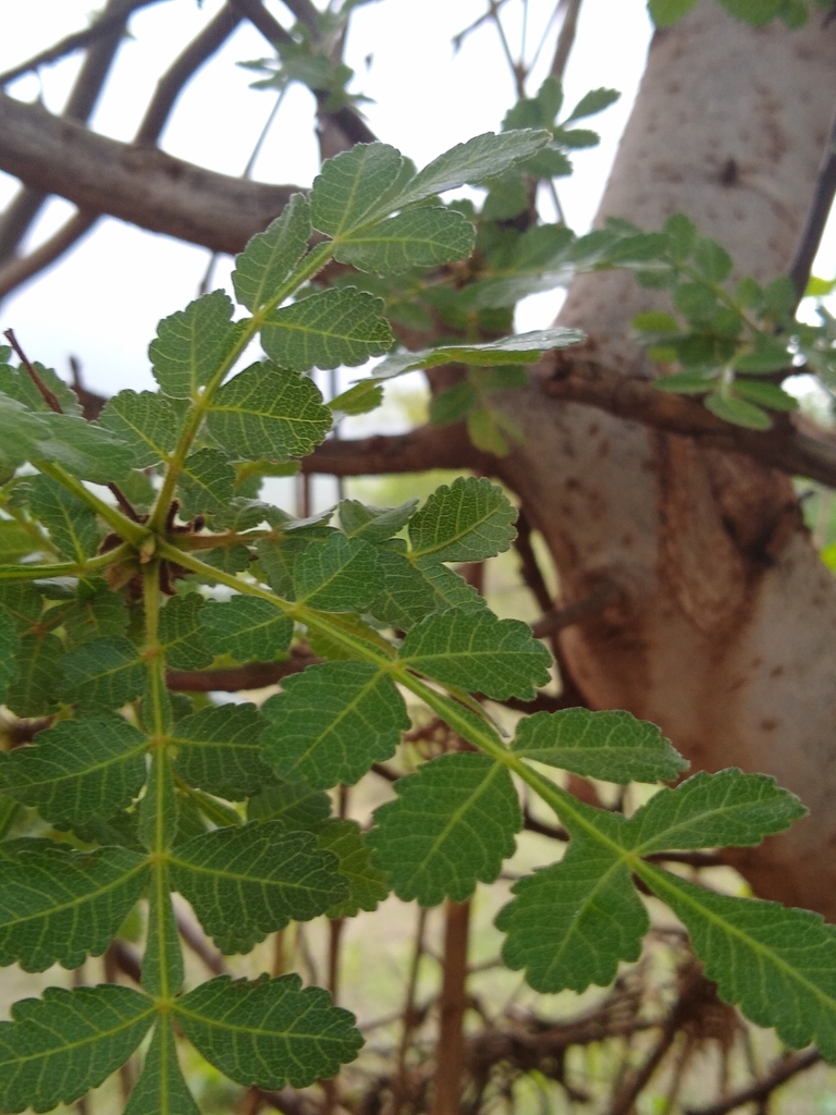 Bursera Laxiflora From Oax M Xico On June At Pm By Jramirez Inaturalist