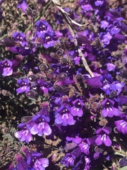 Penstemon roezlii