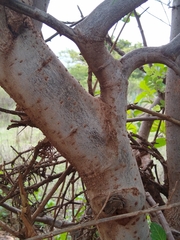 Bursera laxiflora