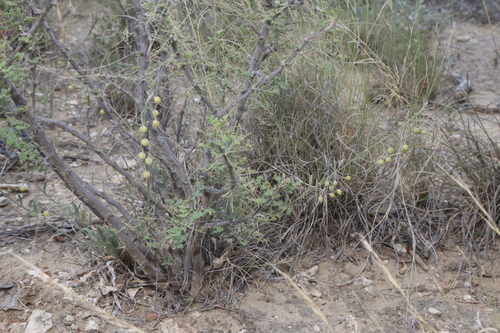 Image of Physaria thamnophila by (c) Reid Hardin, some rights reserved (CC BY)