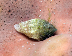 Macteola interrupta