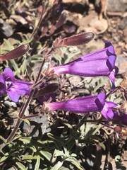 Penstemon roezlii