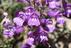 Penstemon roezlii