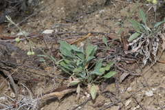 Physaria thamnophila