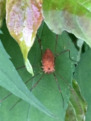 Leiobunum ventricosum