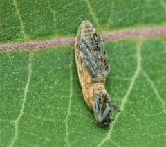 Lixus scrobicollis
