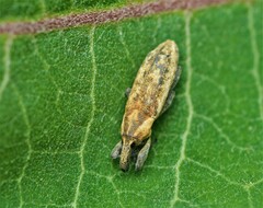 Lixus scrobicollis